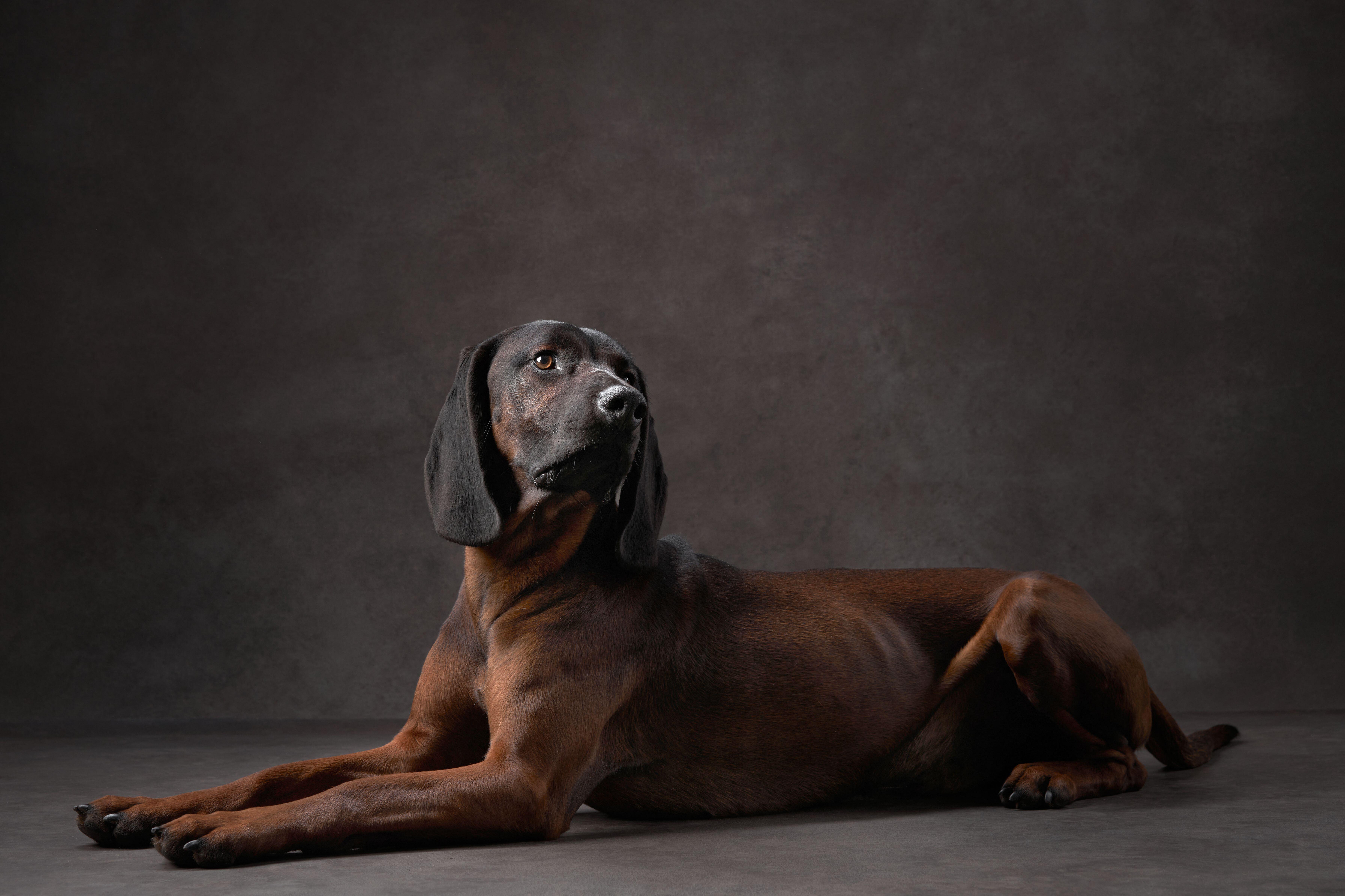 Portrait of a Bavarian Mountain Hound dog Against a Dark Studio Background