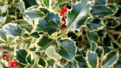silver holly with white edges and red berries