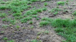 A patchy lawn with dead areas in need of fixing