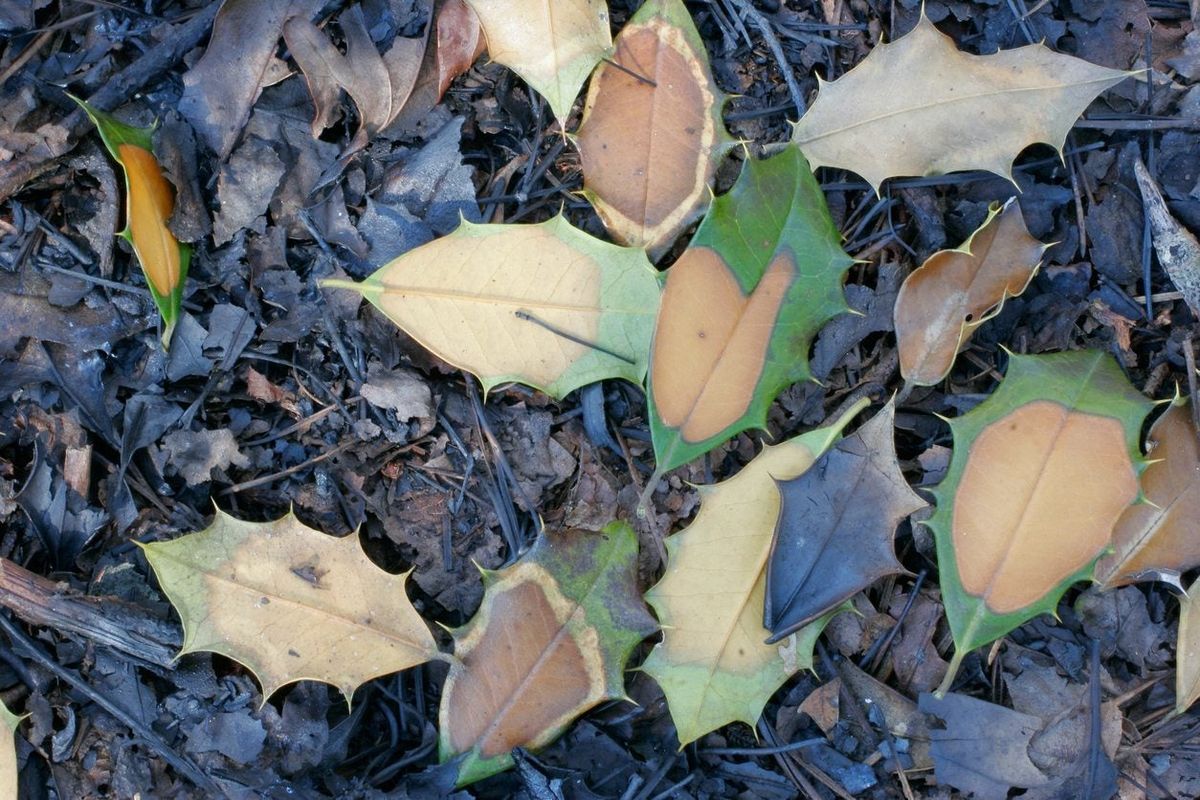 do holly bushes lose their leaves