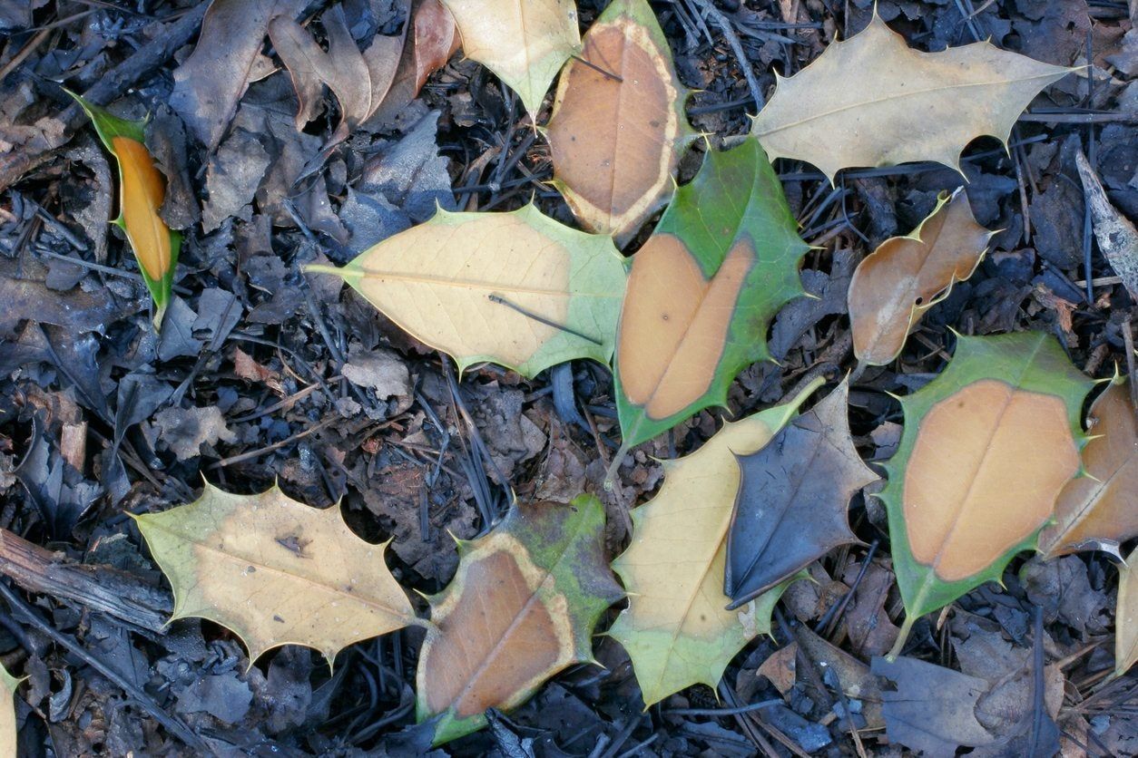 holly leaf drop