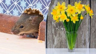 mouse entering home through hole in the wall next to Daffodils