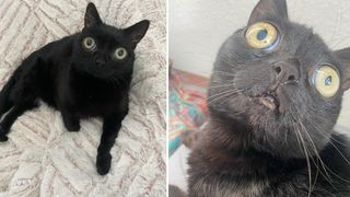 Rescue cat Jinx is well-known for her huge saucer-like eyes