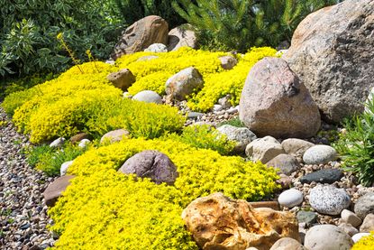 A small rockery with yellow ground cover flowers