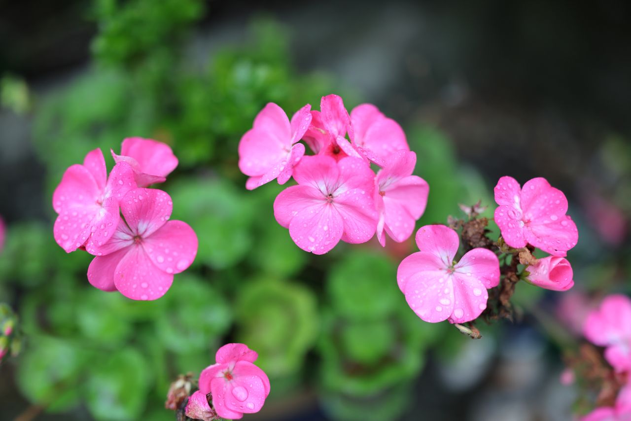 Canon RF 35mm F1.4L VCM
