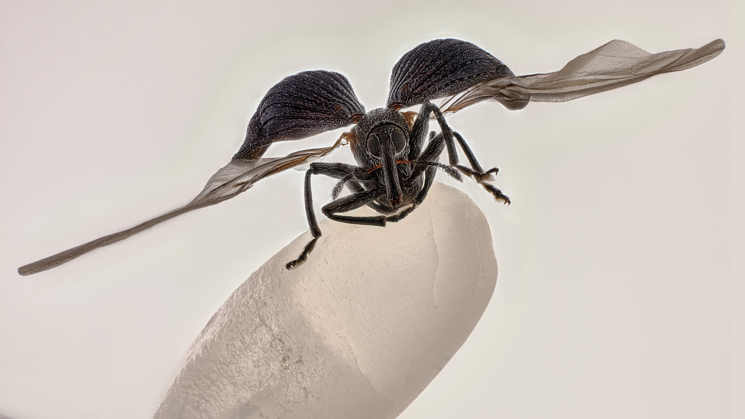 A rice weevil sitting on a grain of rice highlights the artistry of photomicrography