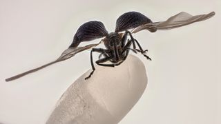 Nikon Small World Photomicrophy - 2025 winner