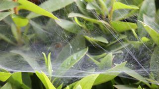 picture of spider webs spun across plants