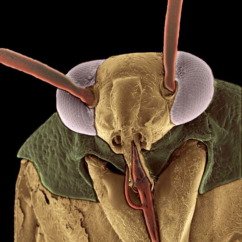 microscopic-monsters-gallery-of-ugly-bugs-live-science