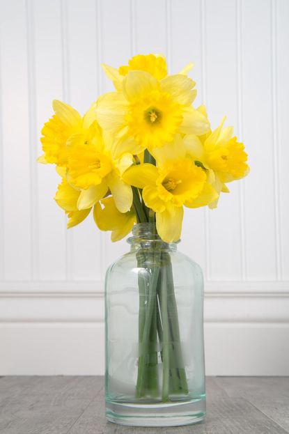 How to take care of daffodils in a vase - 5 expert tips | Livingetc