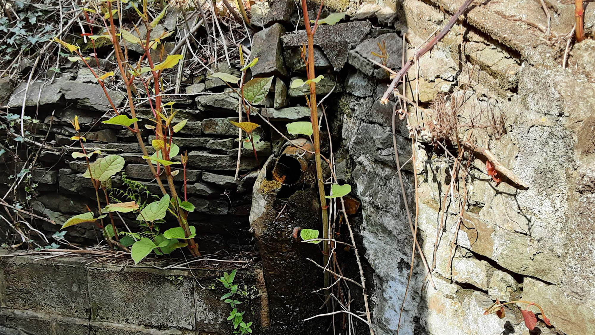 Japanese knotweed
