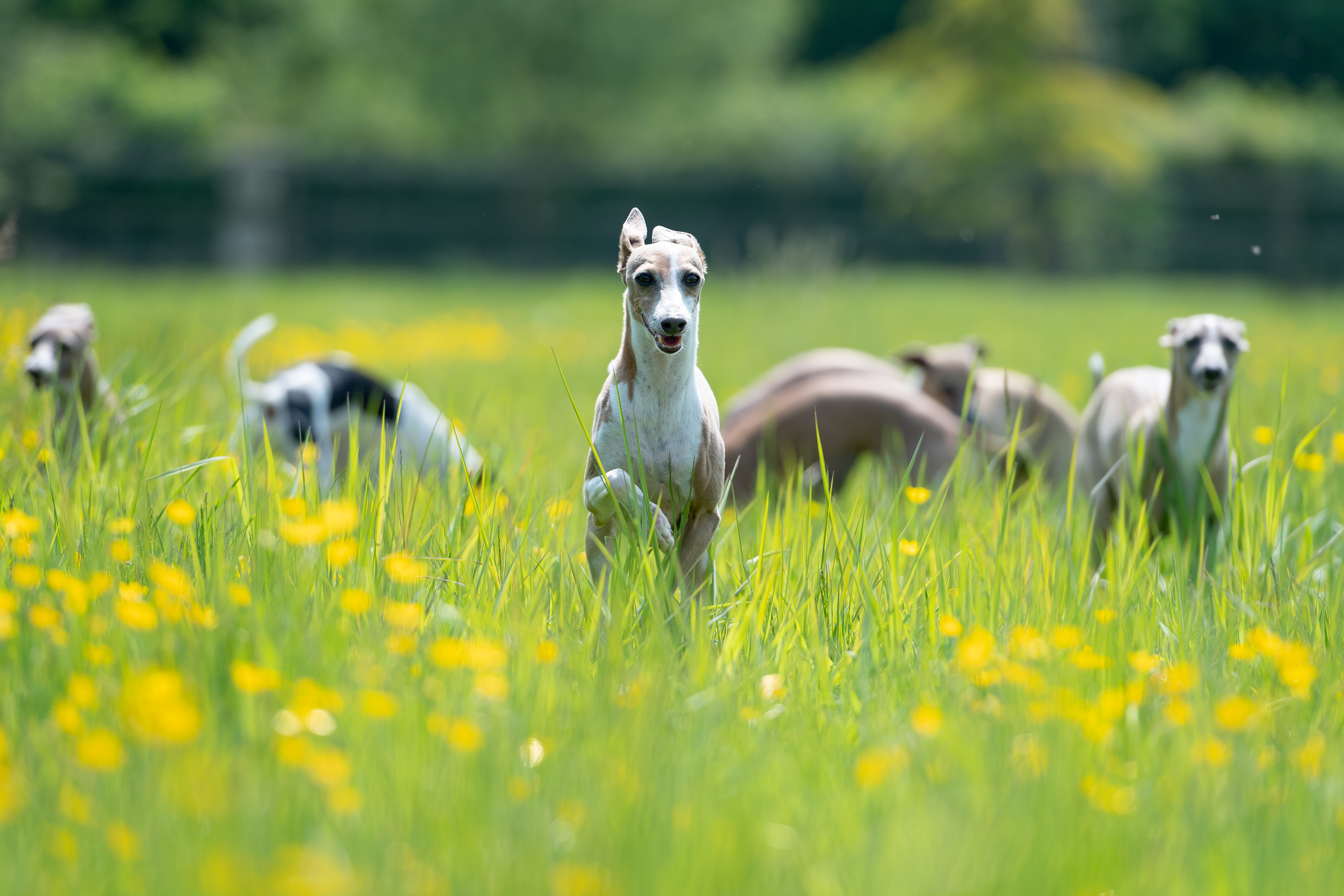 A group of Italian greyhounds running through a wildflower meadow, with one dog bounding towards the camera and others blurred in the background.