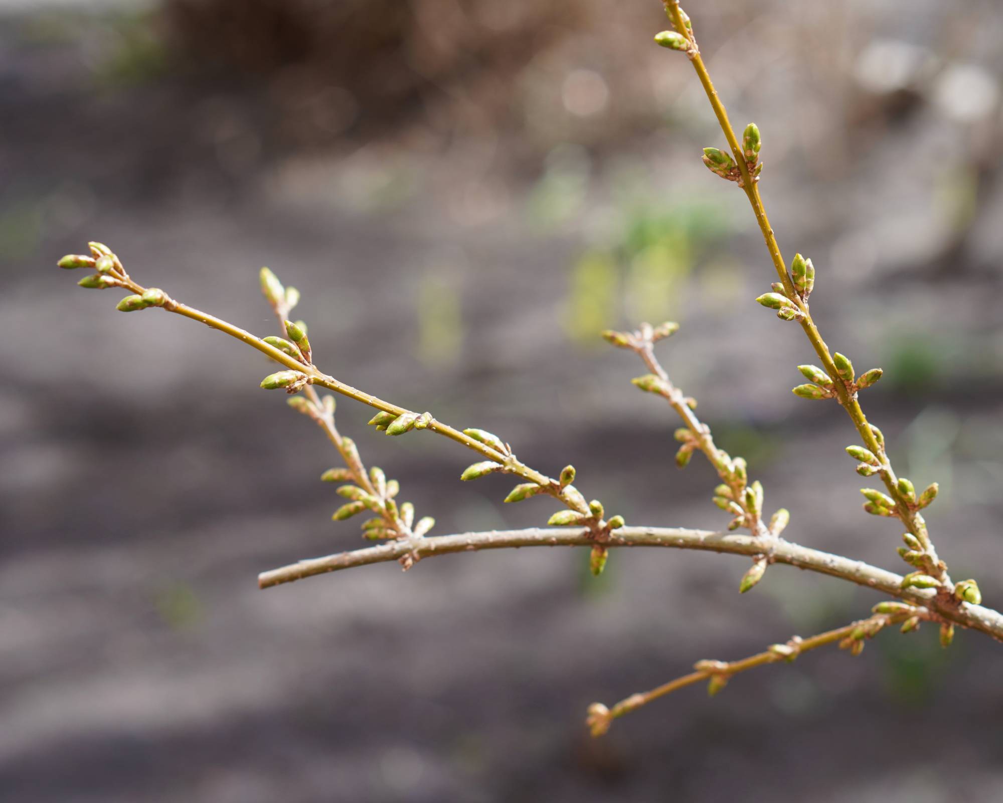 Buds on forsythia bush
