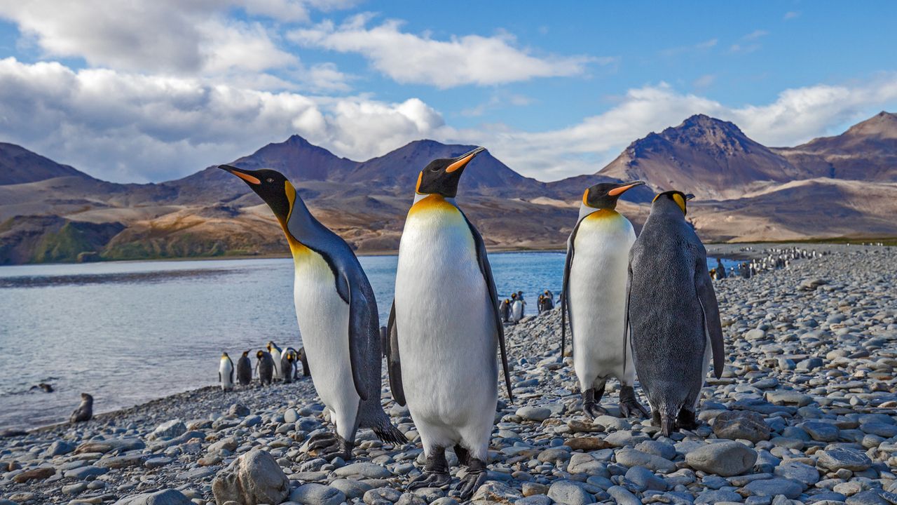 Penguins on South Georgia Island.