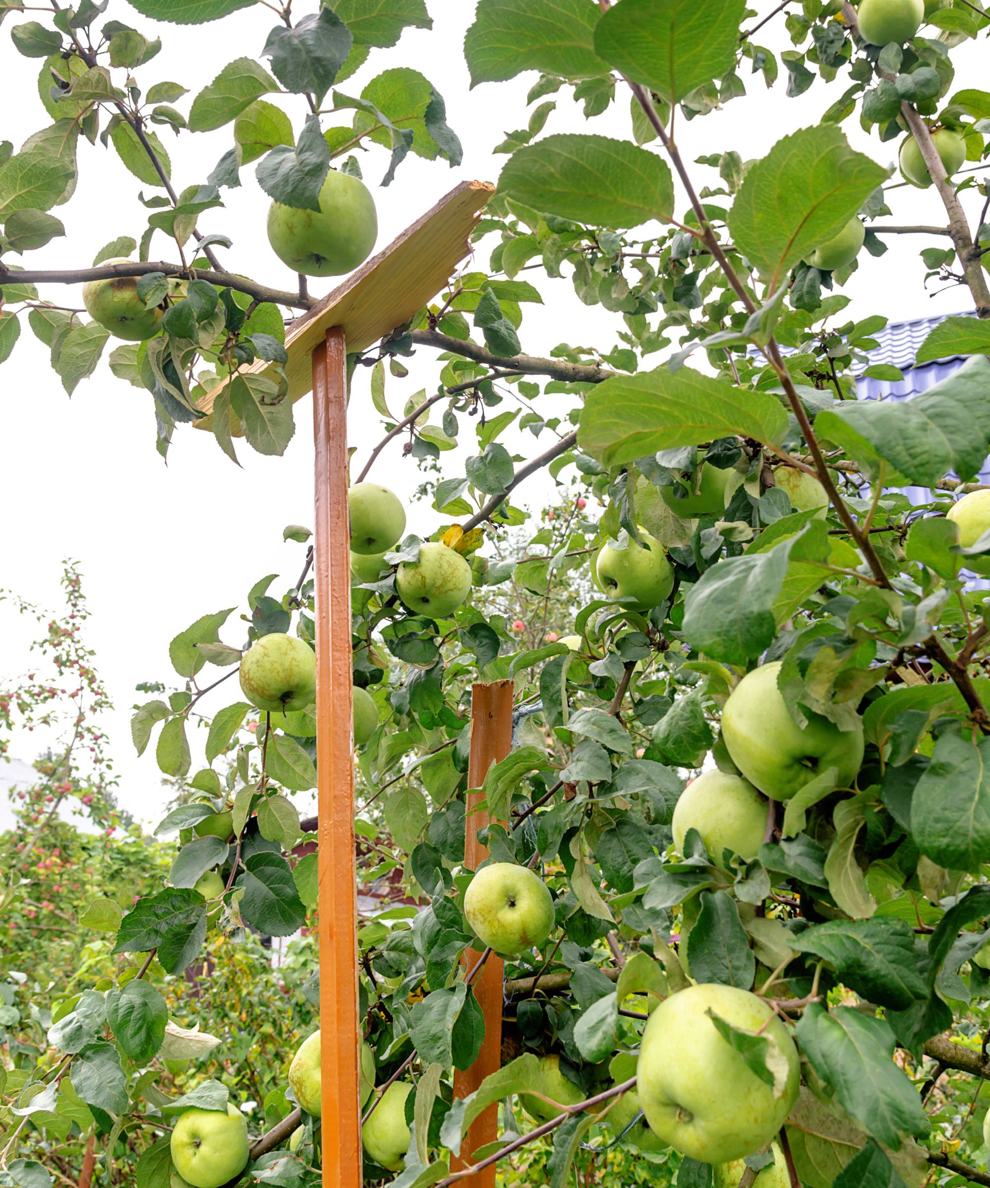 Poles support weight of apples on branches