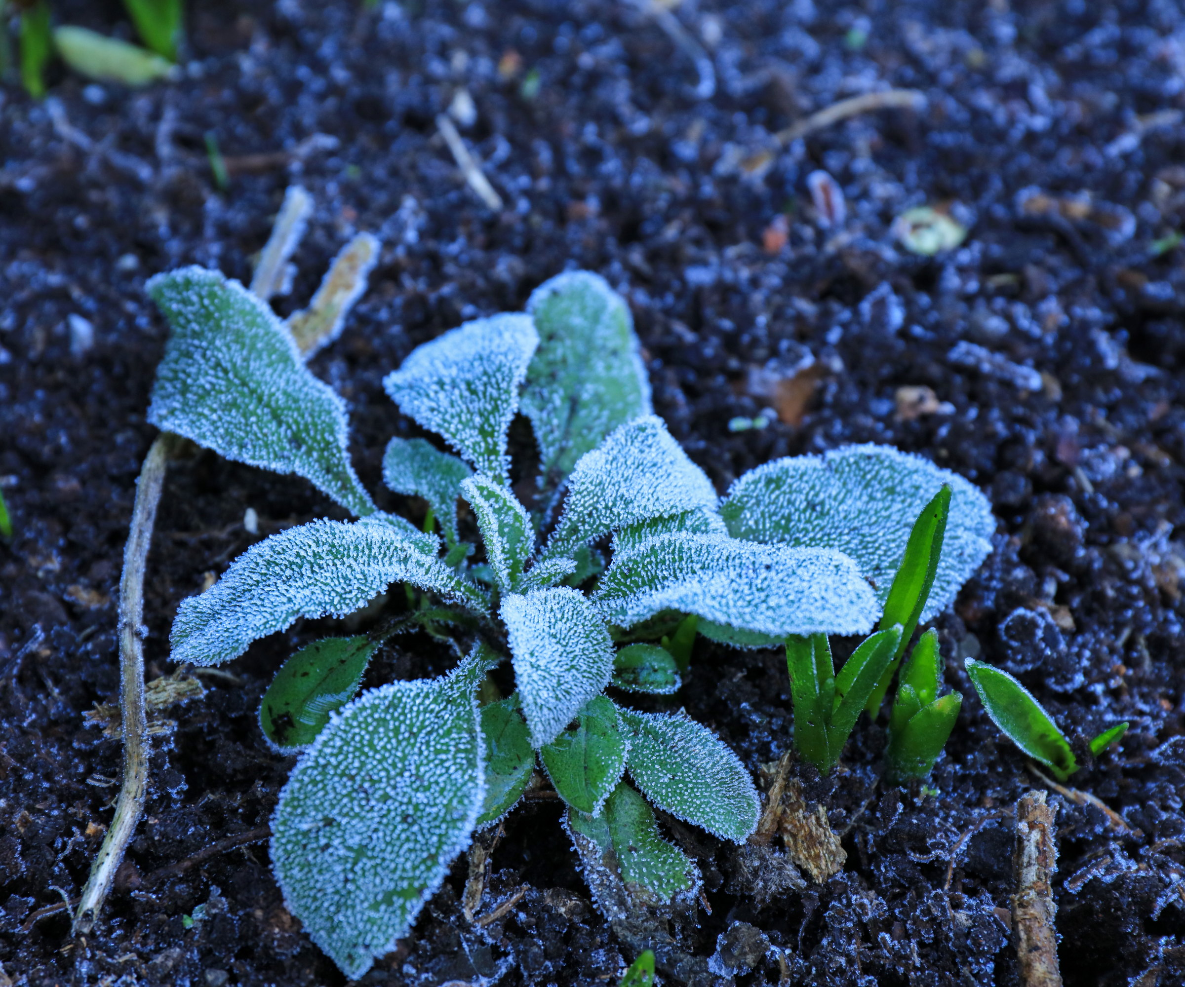 The leaves of a perennial plant are frosted, and the soil is frozen in winter