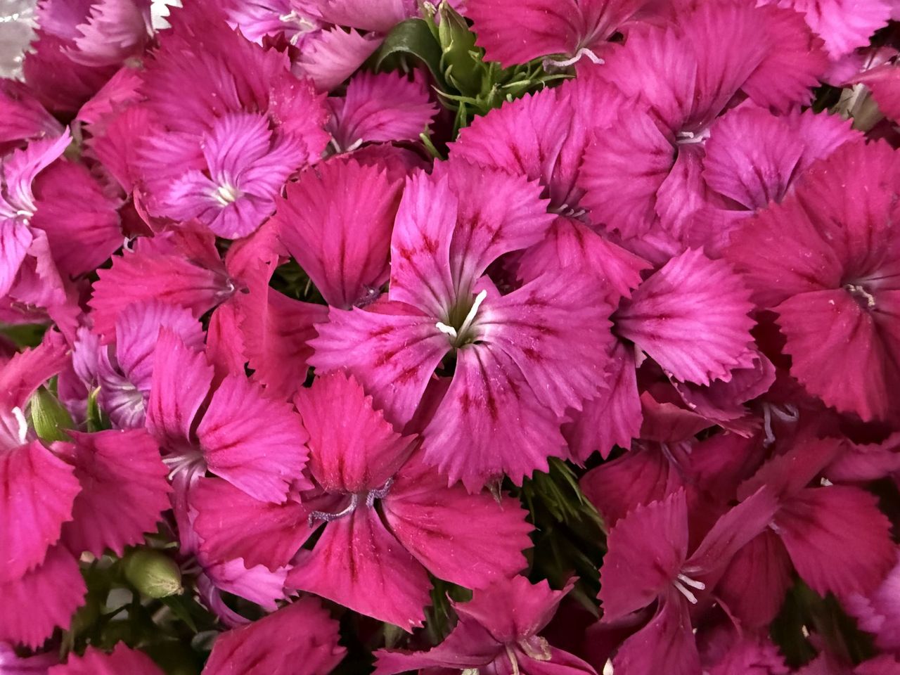 Apple iPhone 16 Pro Max macro sample.