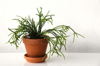 Rhipsalis baccifera (mistletoes cactus) in a terracotta pot