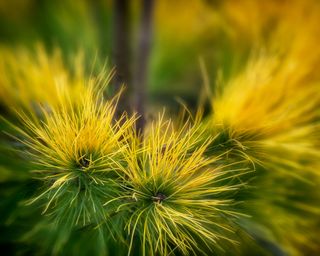 Close up of Pinus Strobus 'Louie' needles, Oregon