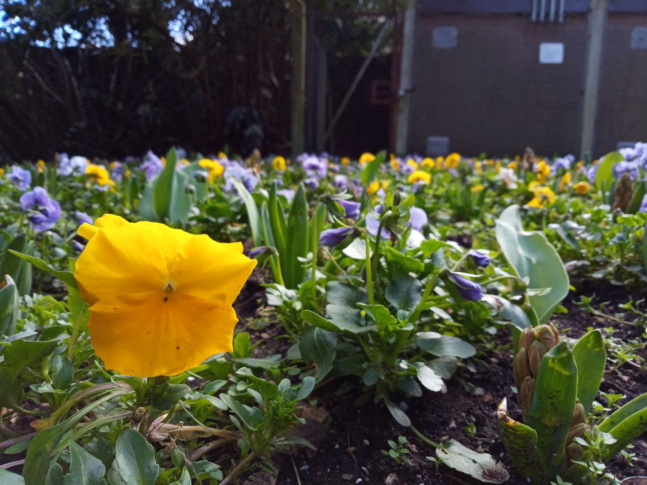 Despite a fairly narrow lens aperture, the Xperia L3 does have some natural bokeh.