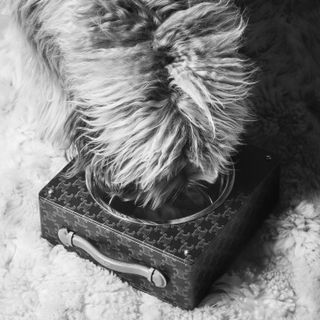 Fluffy dog drinking from Celine leather bowl