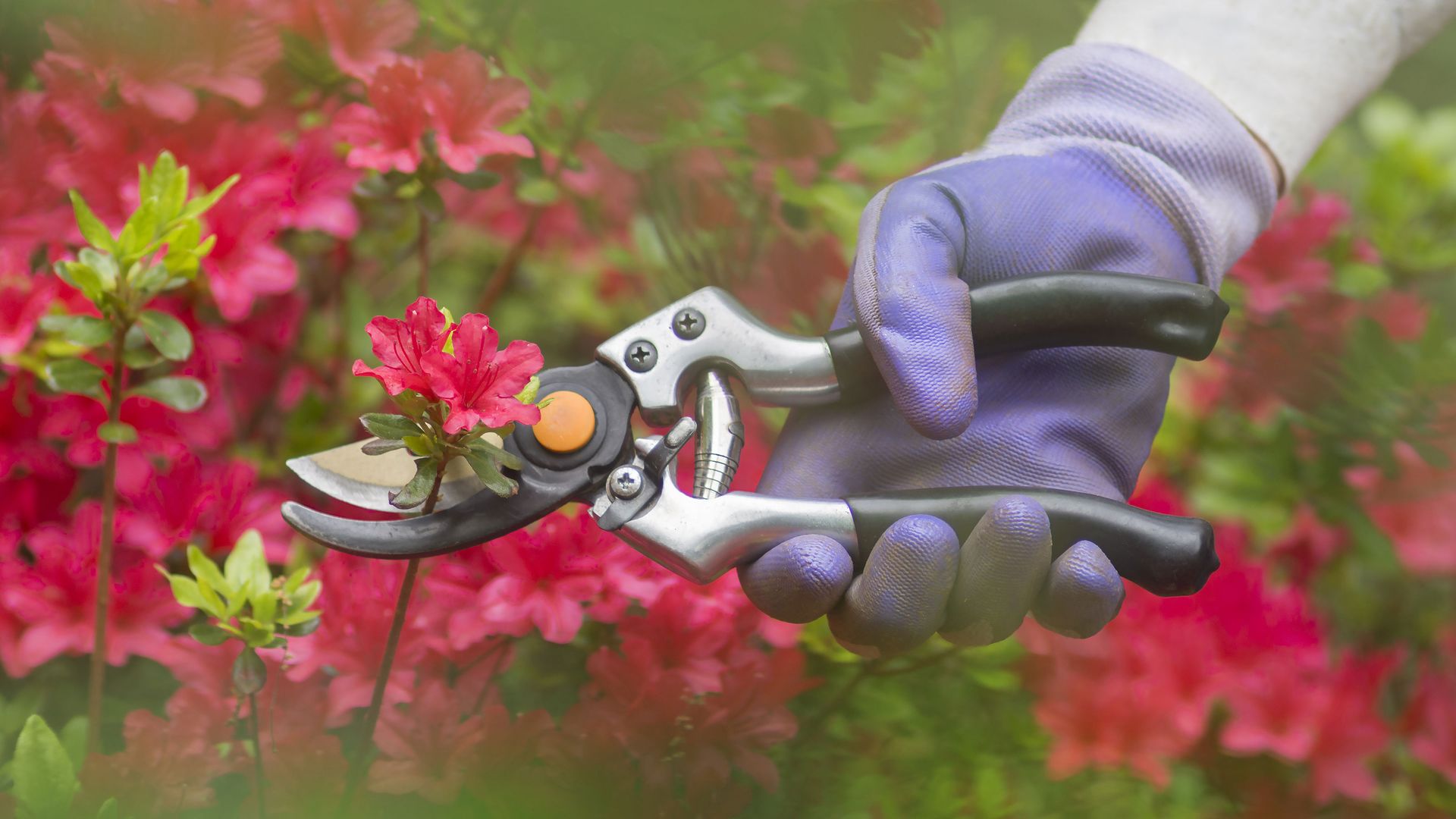 Pruning azaleas how and when to complete this task gardeningetc