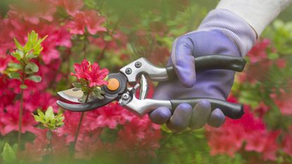 pruning red azalea with secateurs
