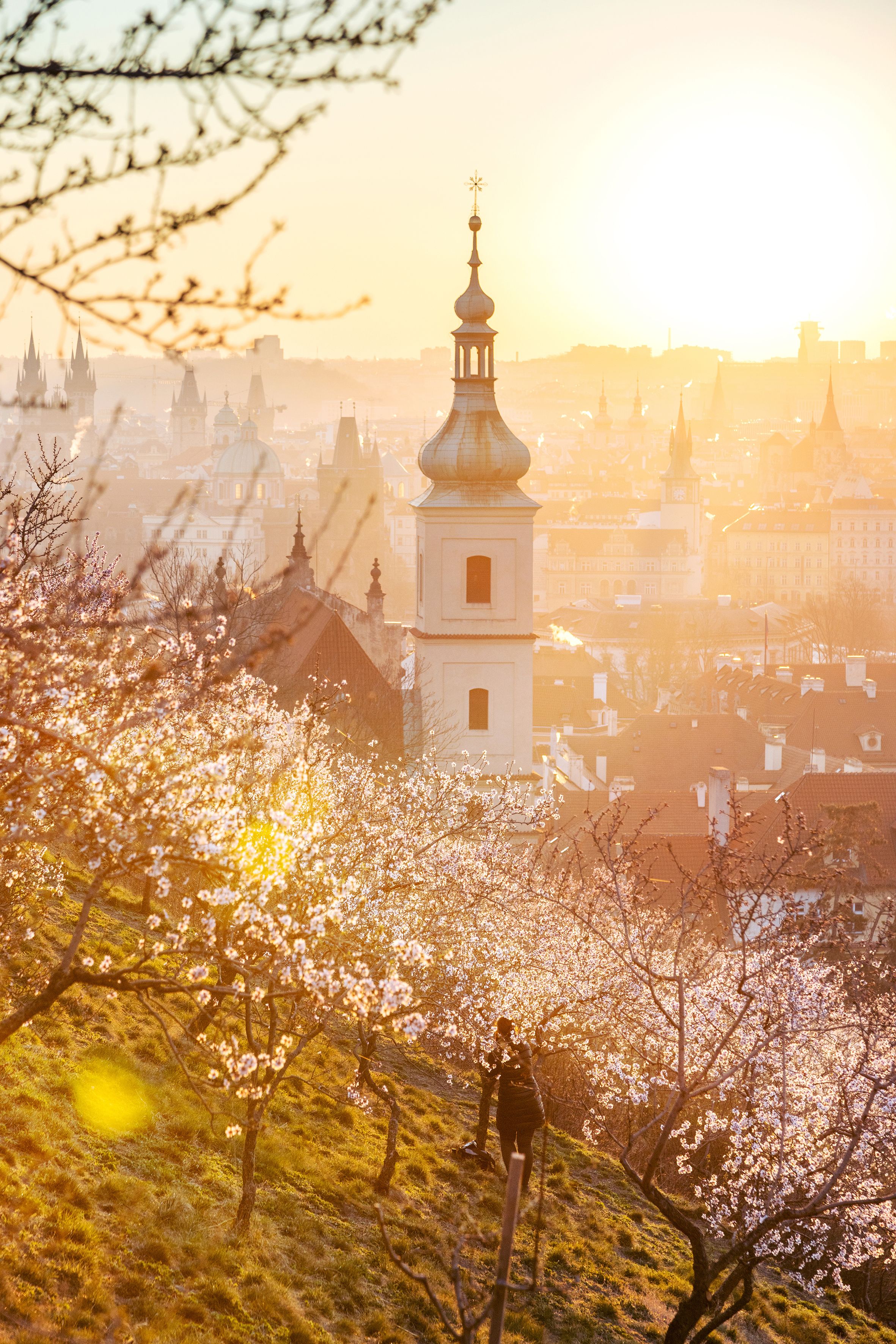 A sunset captured in an historical city paints historical architecture, trees, and flowers gold.