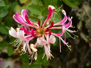 best budget plants: Lonicera ‘Serotina’