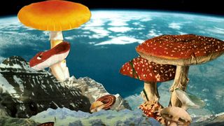 mushroom, nature, natural landscape, fungus, edible mushroom, medicinal mushroom, agaricomycetes, agaricaceae, agaric, agaricus,