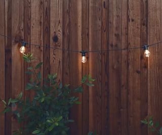 Brightech Ambiance Pro Lights in front of a fence