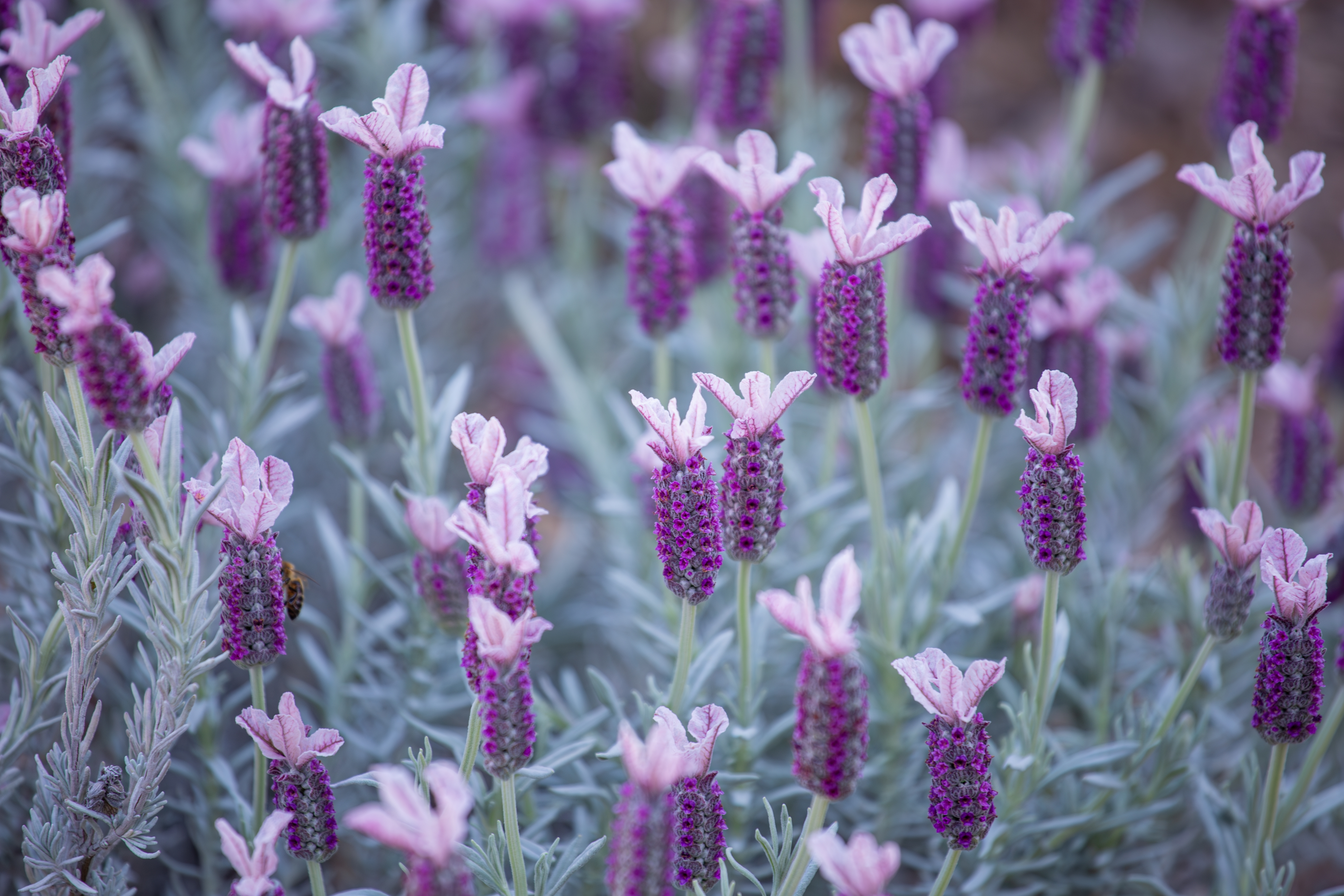 French Lavender, Ghostly Princess Spanish Lavender, Monrovia Plant