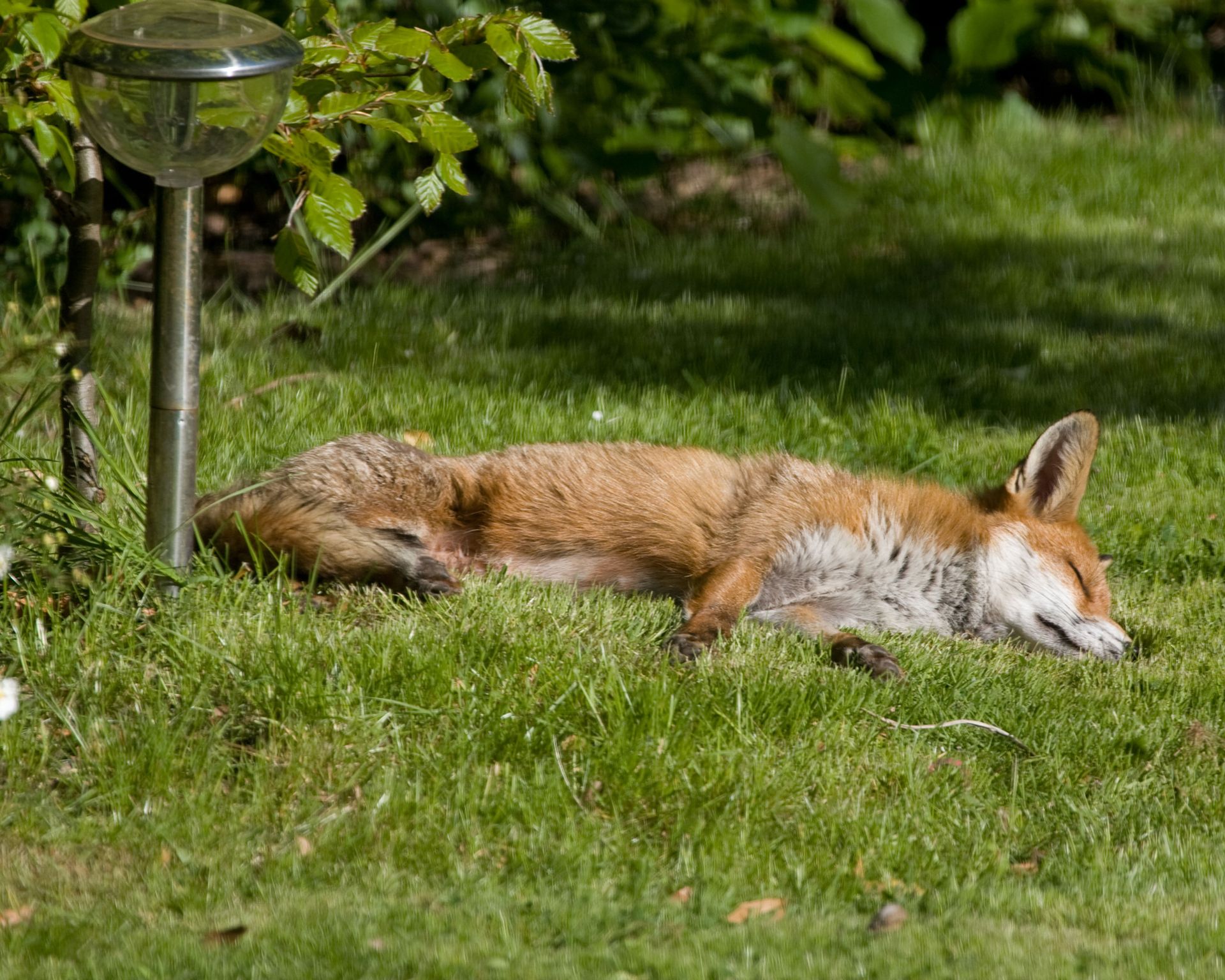 How to deter foxes from your yard and garden, without harming them