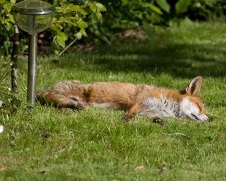 Fox napping on a lawn