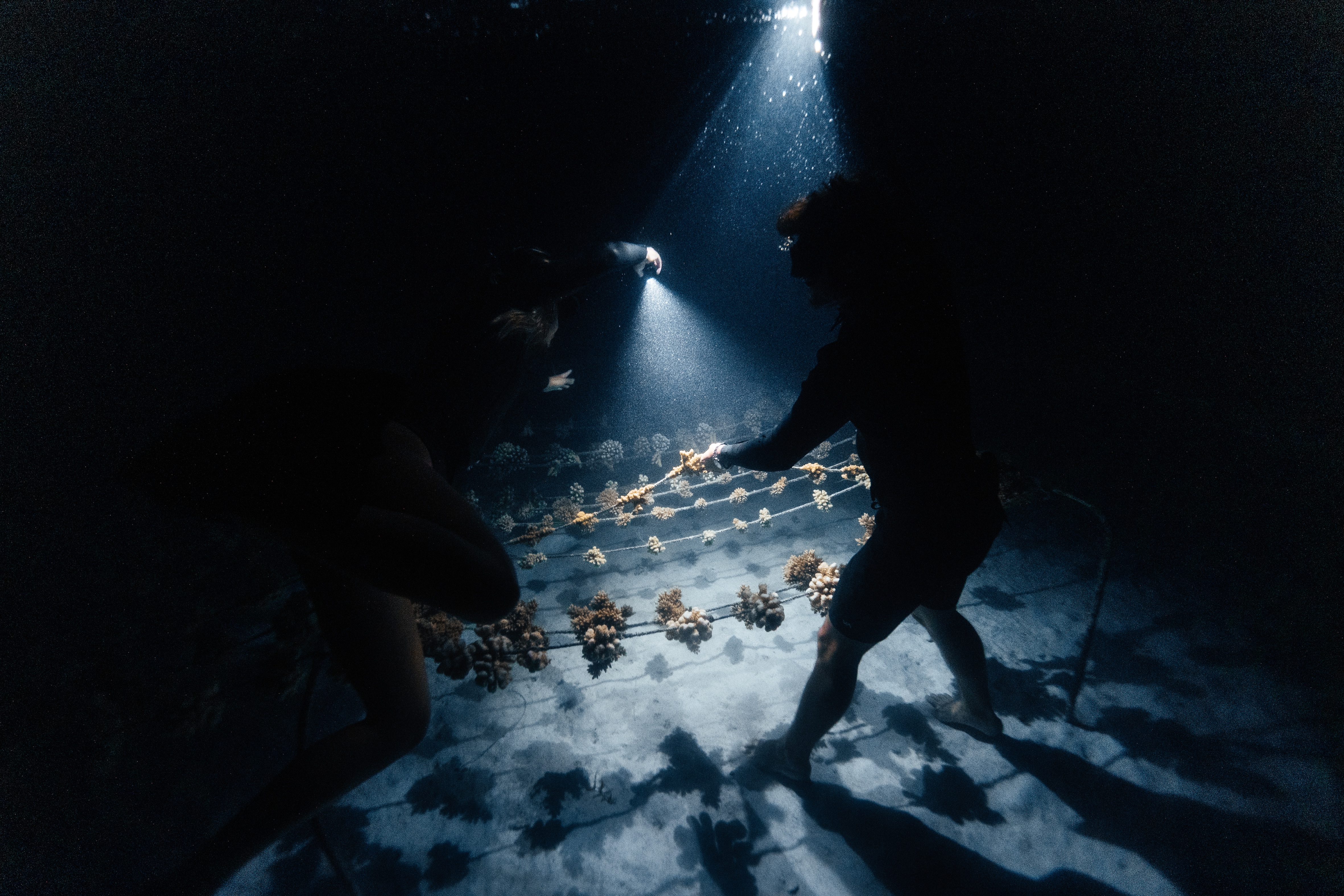 Coral Gardeners