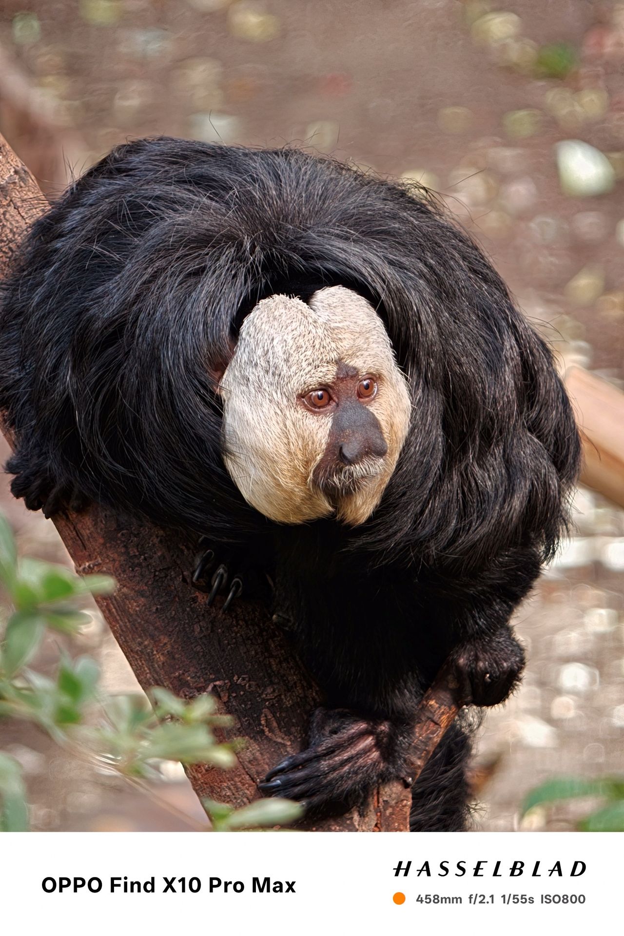 Close-up portrait of a white-faced saki monkey perched on a branch.