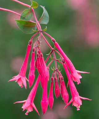 pink fuchsia plant