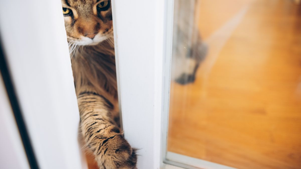 Why do cats hate closed doorways?