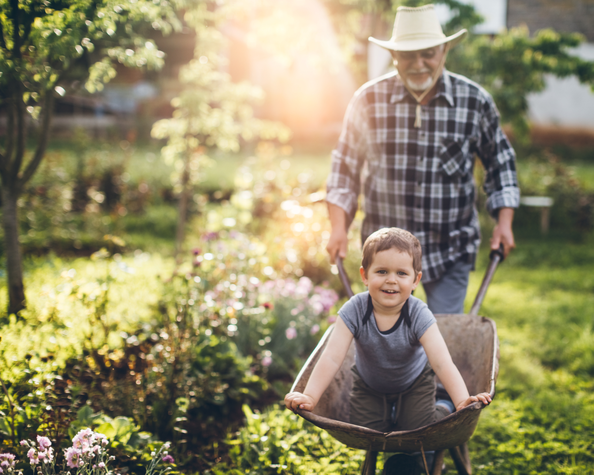 grandfather pushing young boy in wheelbarrow in garden
