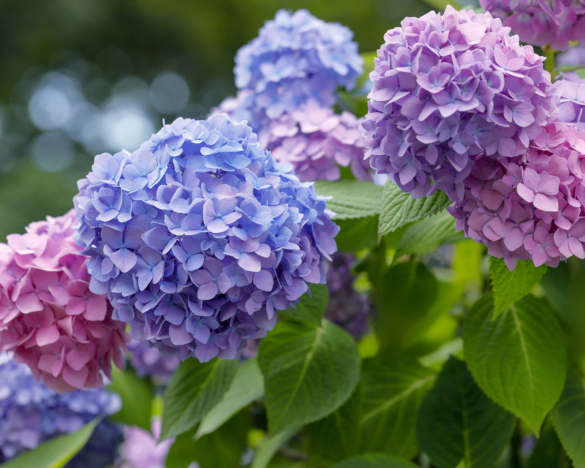 Hydrangea shrub in the cutting garden featuring flowers in blue, purple, and pink