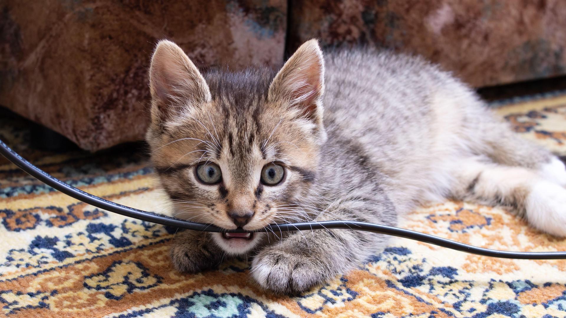 Kitten chewing wire