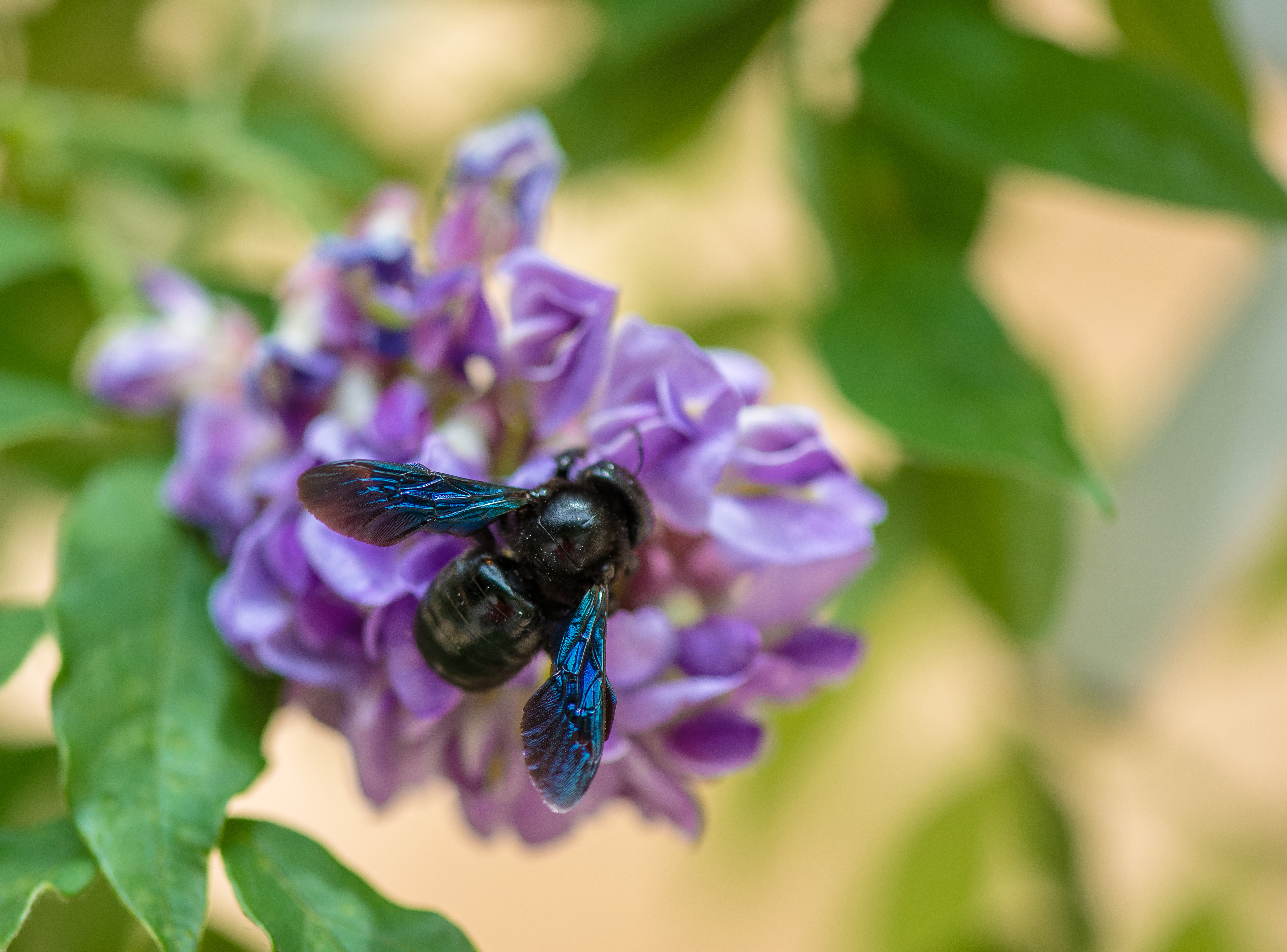 The Carpenter Bee belongs to the genus Xylocopa and there are over 730 species of the carpenter bee in the world.