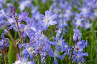 Blue Chionodoxa luciliae, glory of the snow, in flower