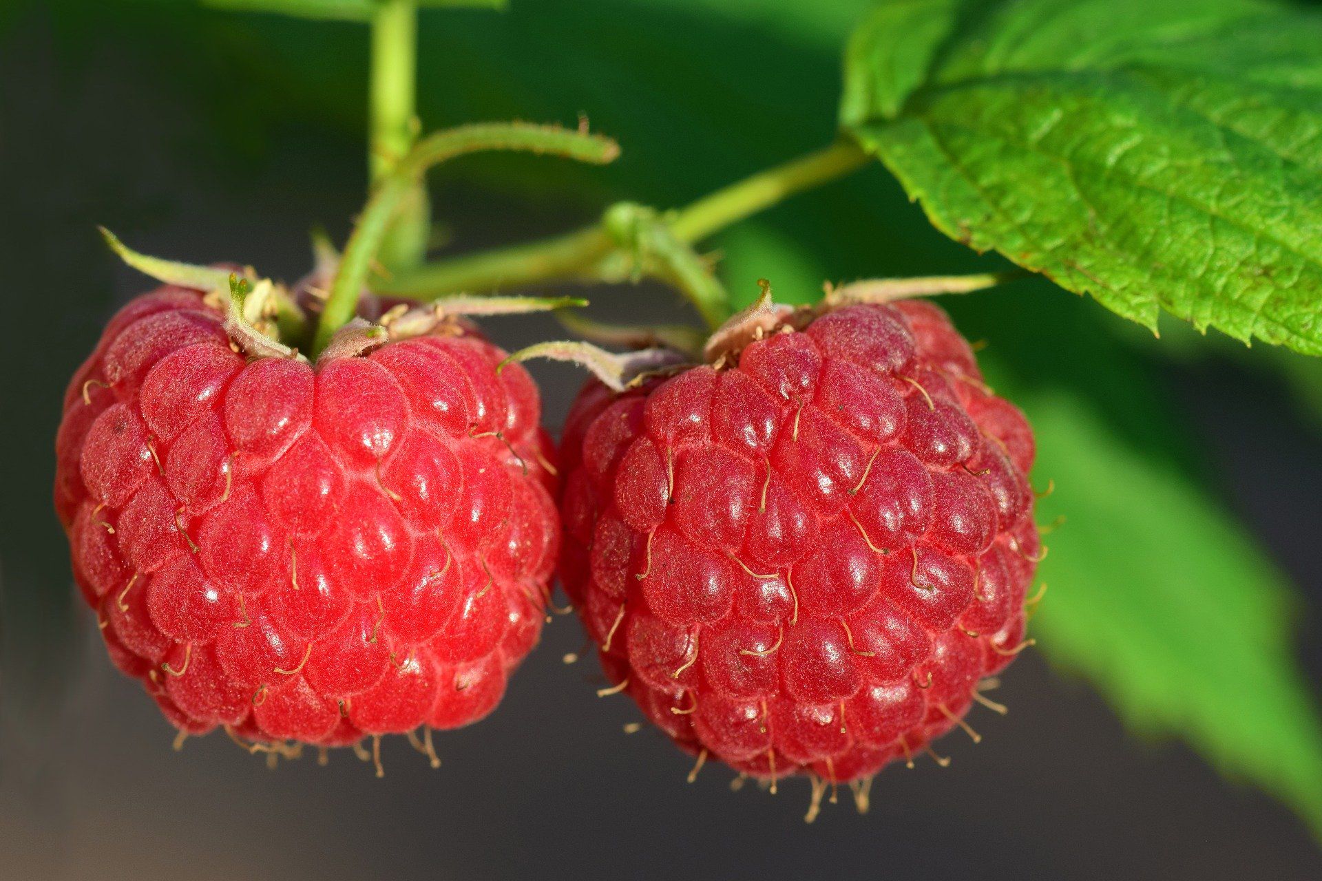 How to grow raspberries they're easy to grow in any garden Gardeningetc