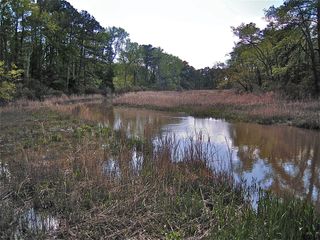 A river in marshland