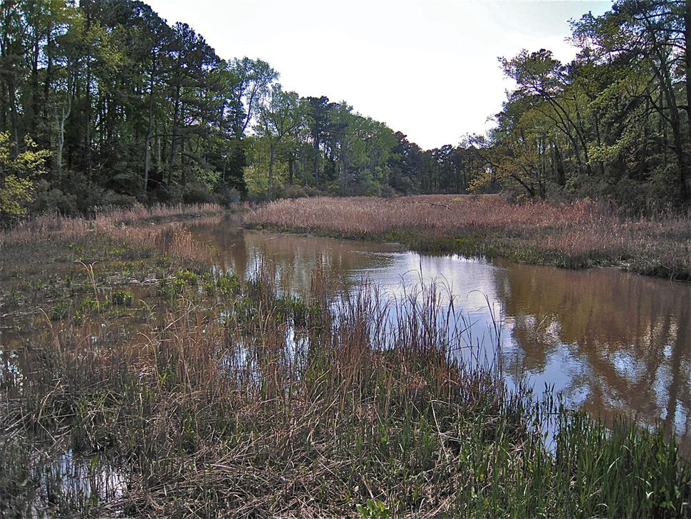 Photos: Spectacular saltwater marshes of the Eastern US | Live Science