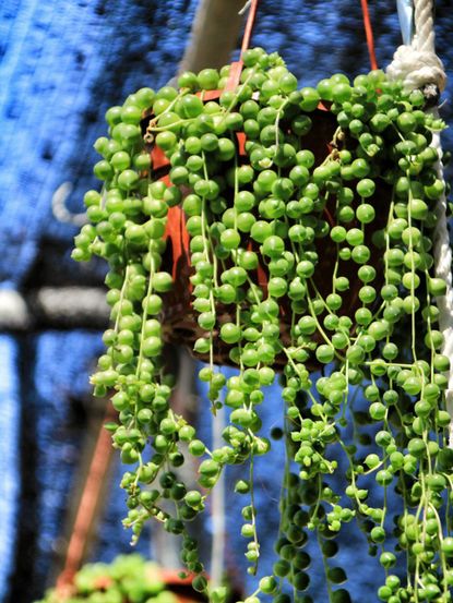 Hanging Succulent Plant