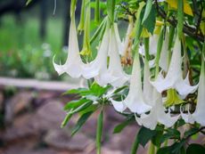 Diseased Brugmansia Flowers