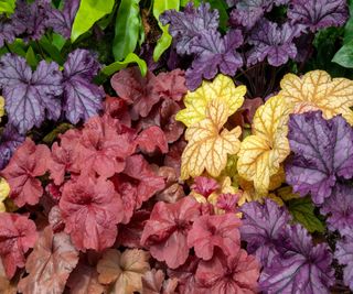 Brightly coloured leaves of heuchera or coral bells