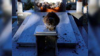 A stray cat rests on a grave in a cemetery in Nicosia, Cyprus, June 5, 2021.
